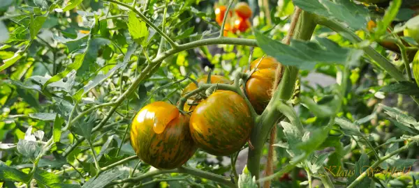 Tomaten: Lucinda