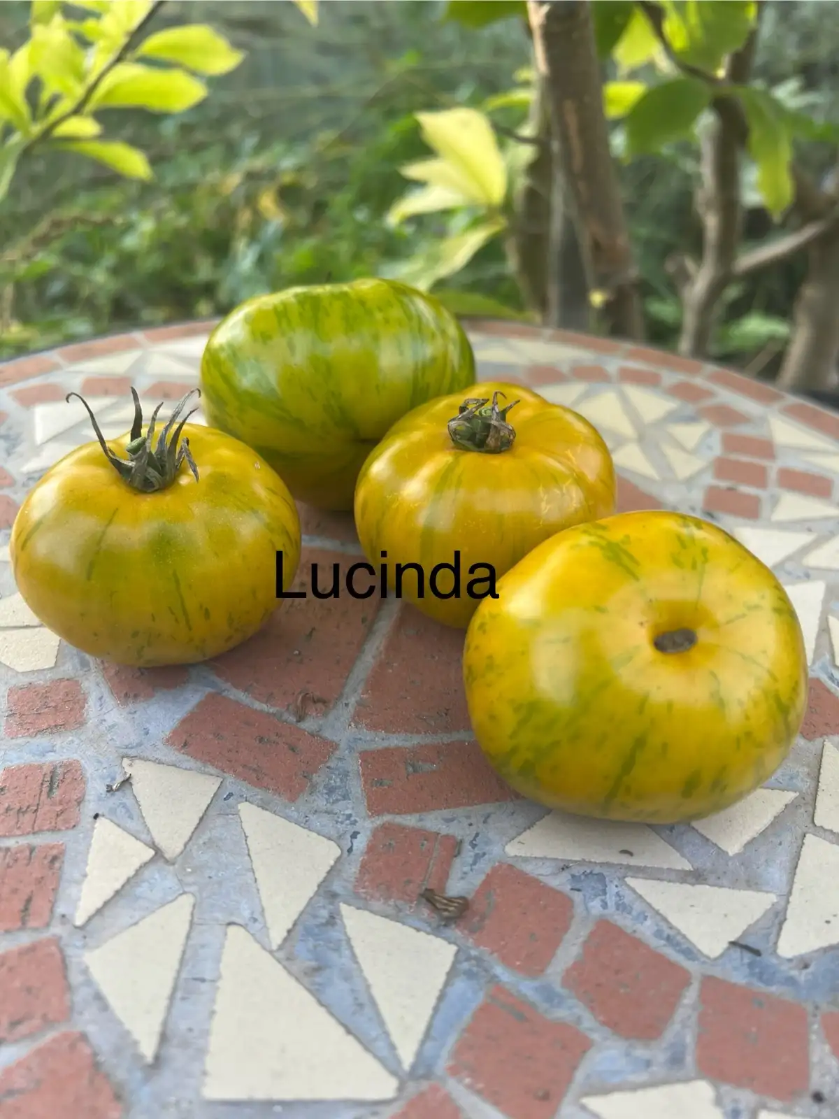 Tomaten: Lucinda