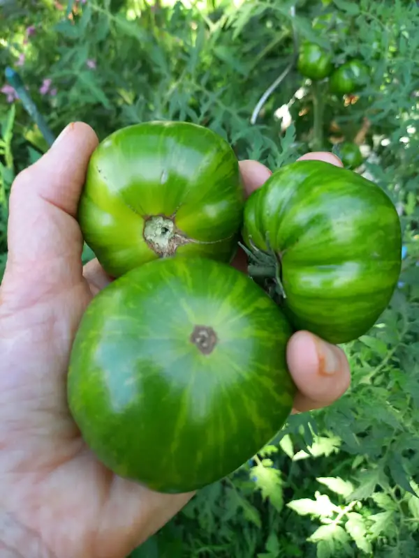 Tomaten: Lucinda