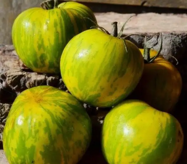 Tomaten: Lucinda