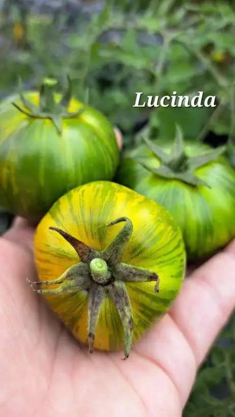 Tomaten: Lucinda