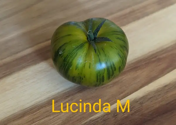 Tomaten: Lucinda