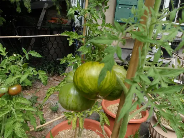 Tomaten: Lucinda ( Kat# 2175 )