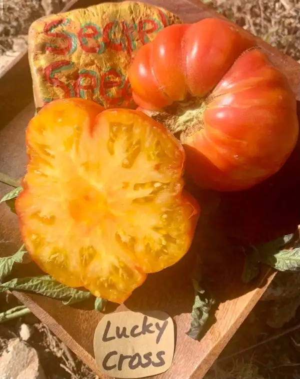 Tomaten: Lucky Cross