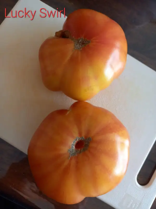 Tomaten: Lucky Swirl Dwarf