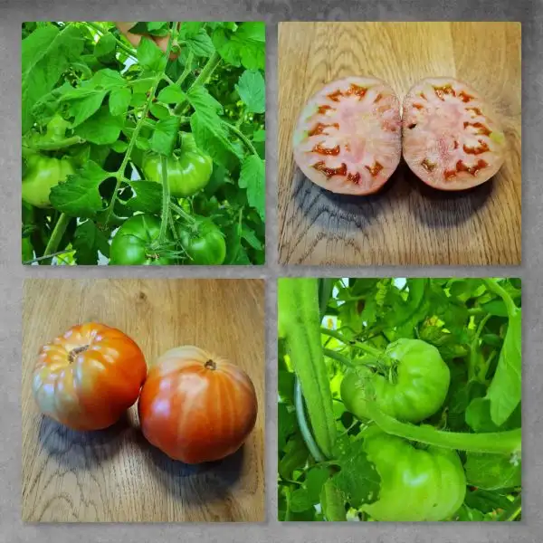 Tomaten: Lucky Swirl Dwarf