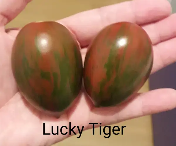 Tomaten: Lucky Tiger