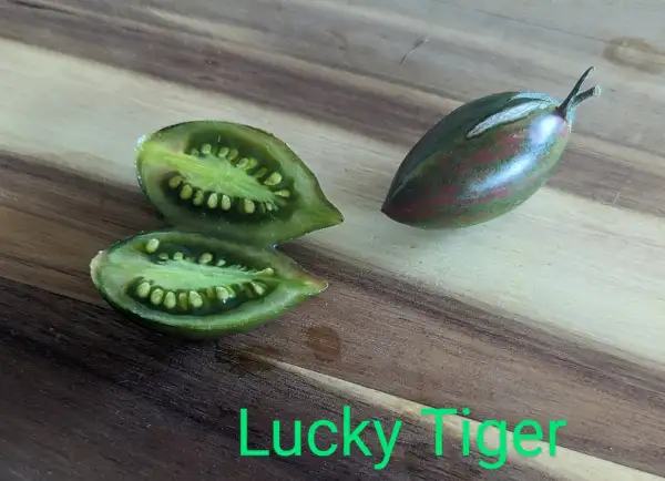 Tomaten: Lucky Tiger