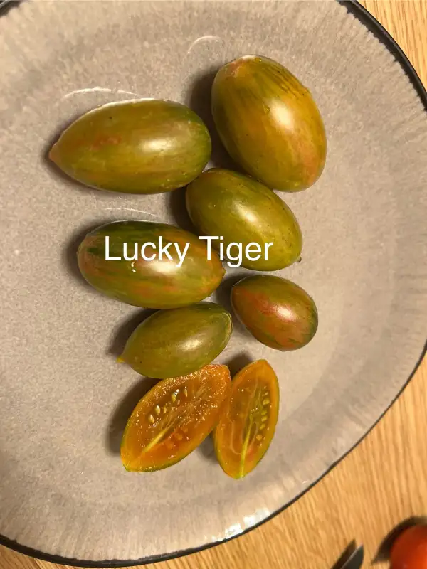 Tomaten: Lucky Tiger