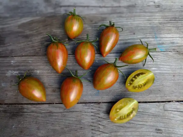 Tomaten: Lucky Tiger