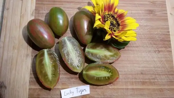 Tomaten: Lucky Tiger