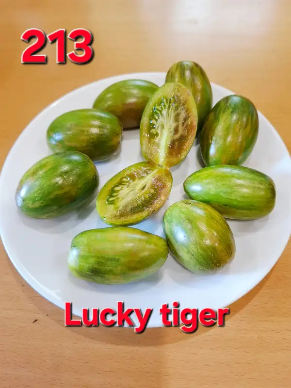 Tomaten: Lucky Tiger