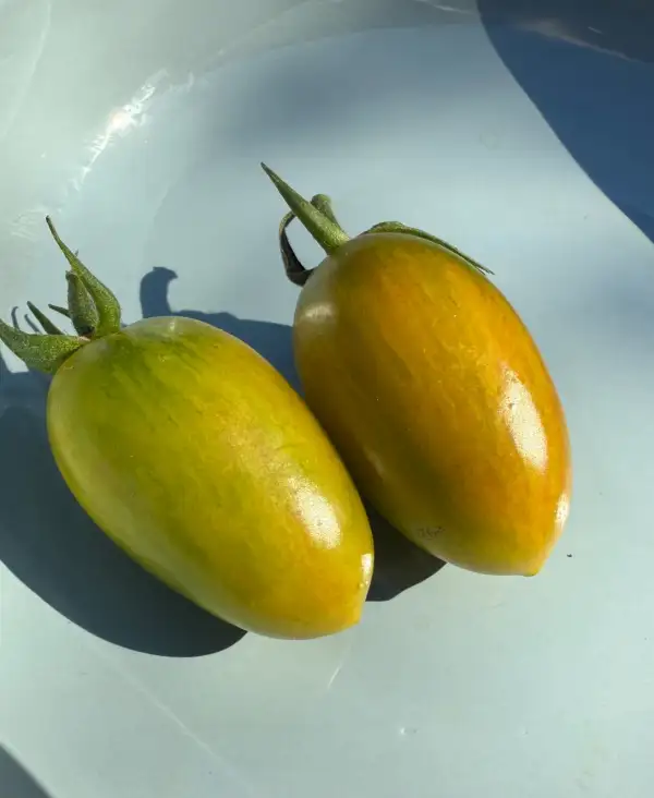 Tomaten: Lucky Tiger