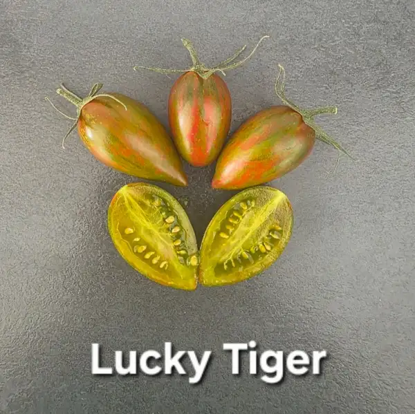 Tomaten: Lucky Tiger