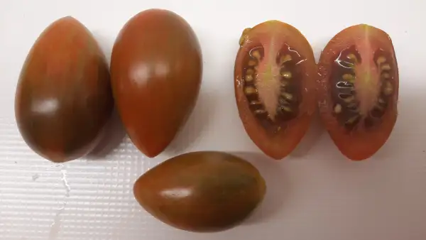 Tomaten: Lucky Tiger
