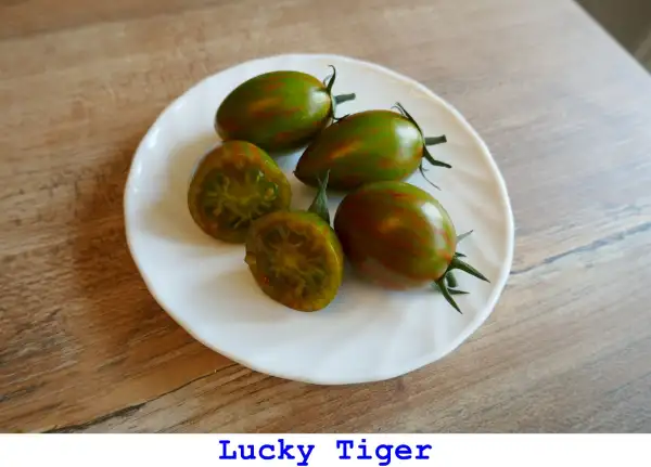 Tomaten: Lucky Tiger
