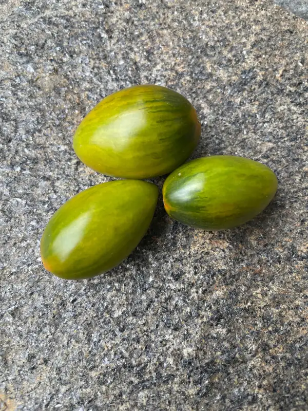 Tomaten: Lucky Tiger