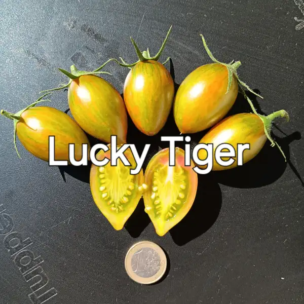 Tomaten: Lucky Tiger