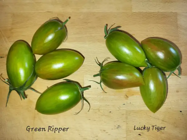 Tomaten: Lucky Tiger