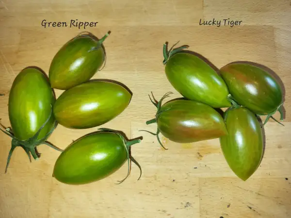 Tomaten: Lucky Tiger