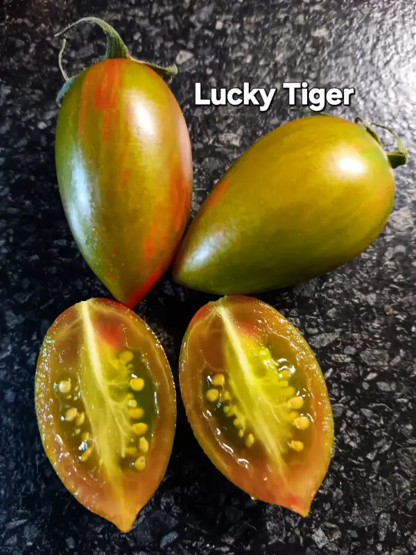 Tomaten: Lucky Tiger