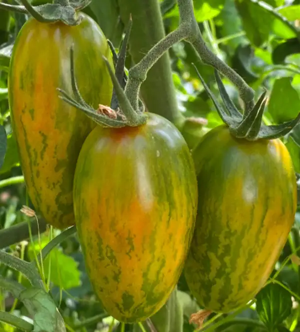Tomaten: Lucky Tiger