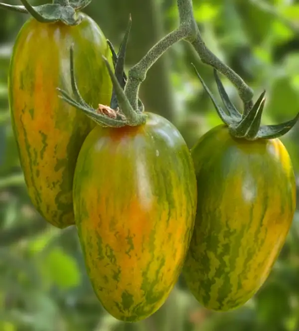 Tomaten: Lucky Tiger