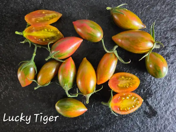 Tomaten: Lucky Tiger