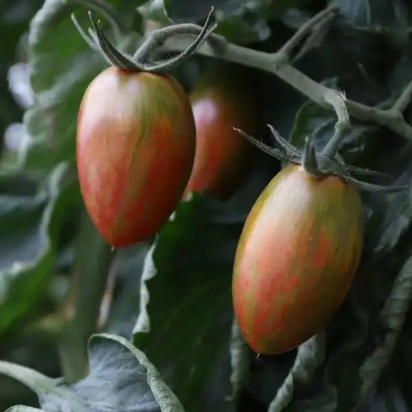 Tomaten: Lucky Tiger