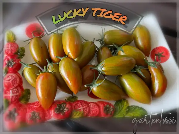 Tomaten: Lucky Tiger