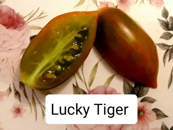 Tomaten: Lucky Tiger