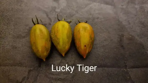 Tomaten: Lucky Tiger