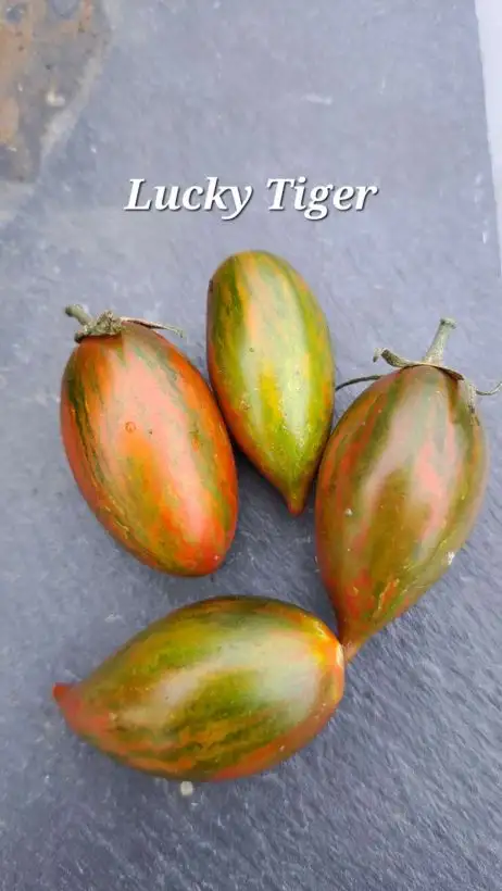 Tomaten: Lucky Tiger