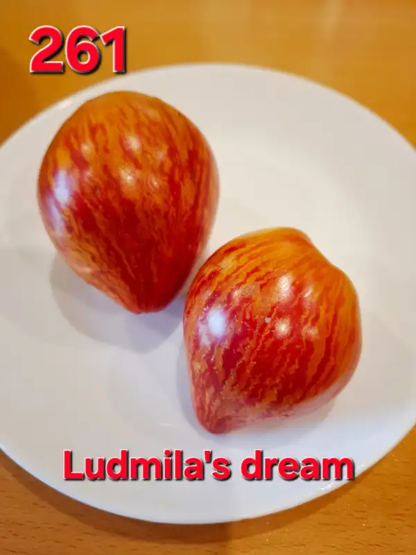 Tomaten: Ludmila