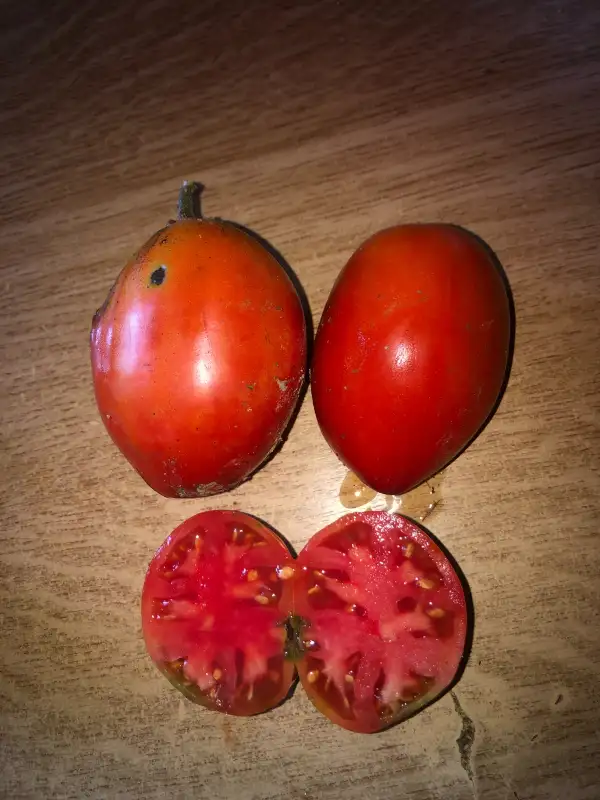 Tomaten: Ludmilla