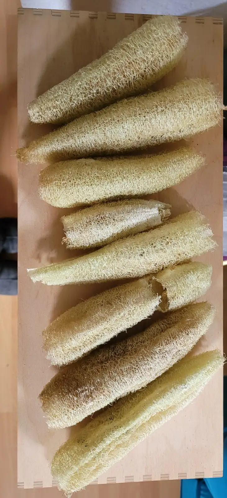 Gurken: Luffa / Schwammgurke