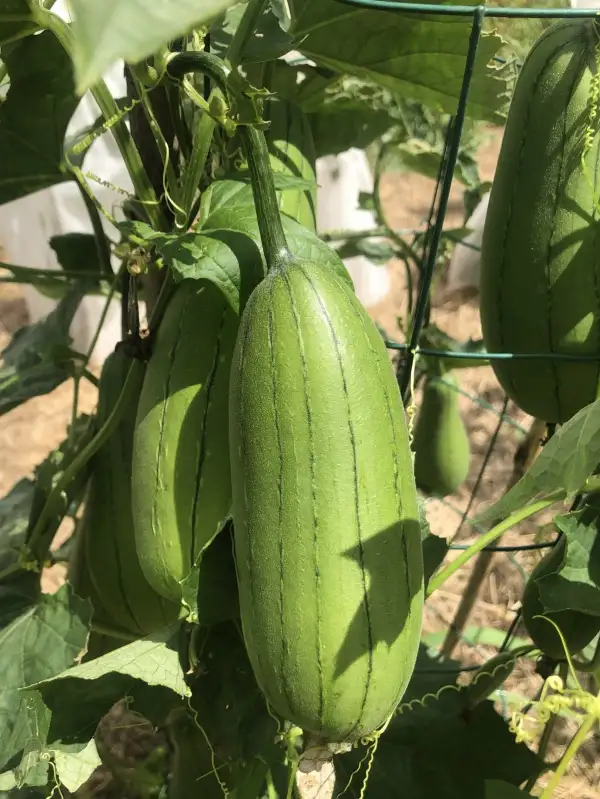 andere Gemüse: Luffa sepium