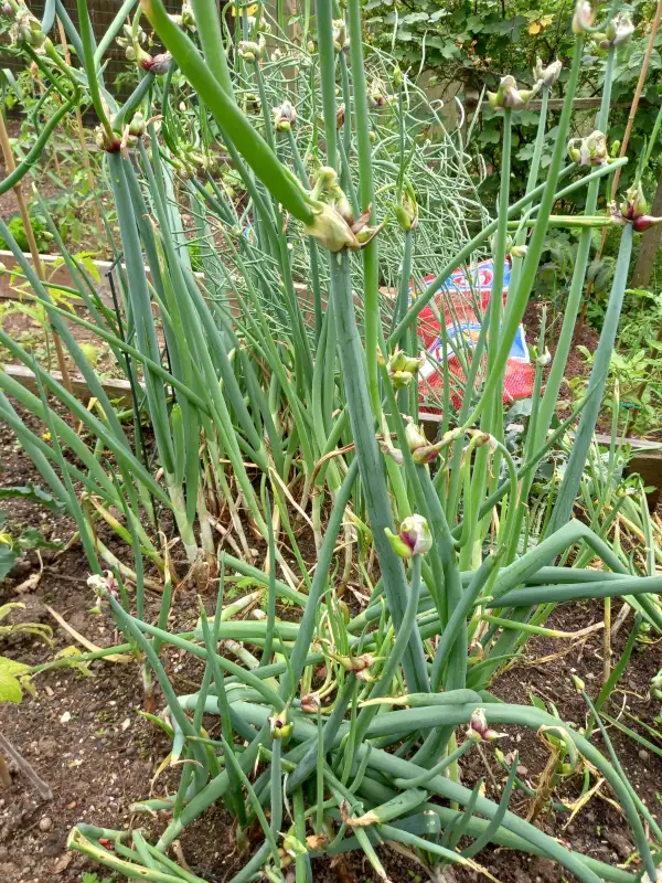 Zwiebeln: Luftzwiebel-Ewige Zwiebel
