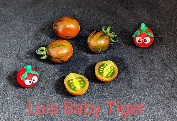 Tomaten: Luis Baby Tiger