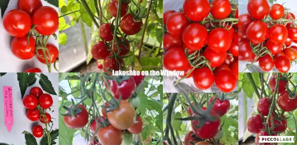 Tomaten: Lukoshko on the Window - Zwergtomate