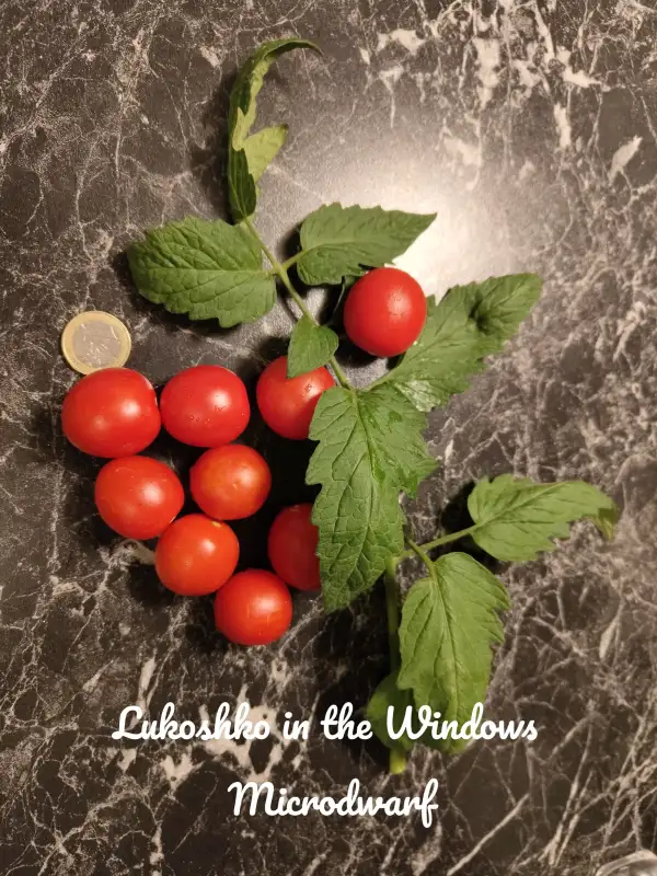 Tomaten: Lukoshko on the Window