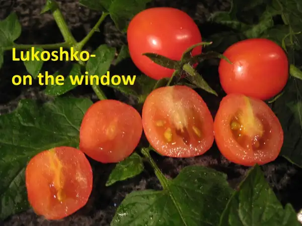 Tomaten: Lukoshko on the Window