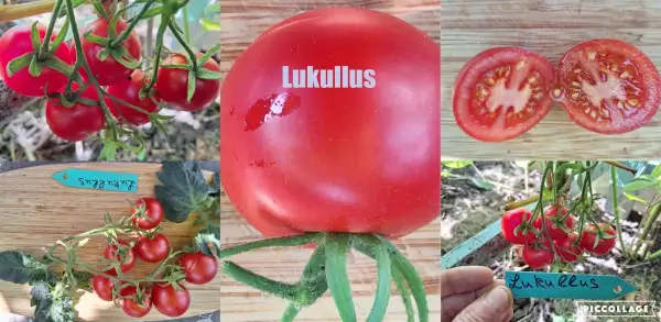 Tomaten: Lukullus - Salattomate