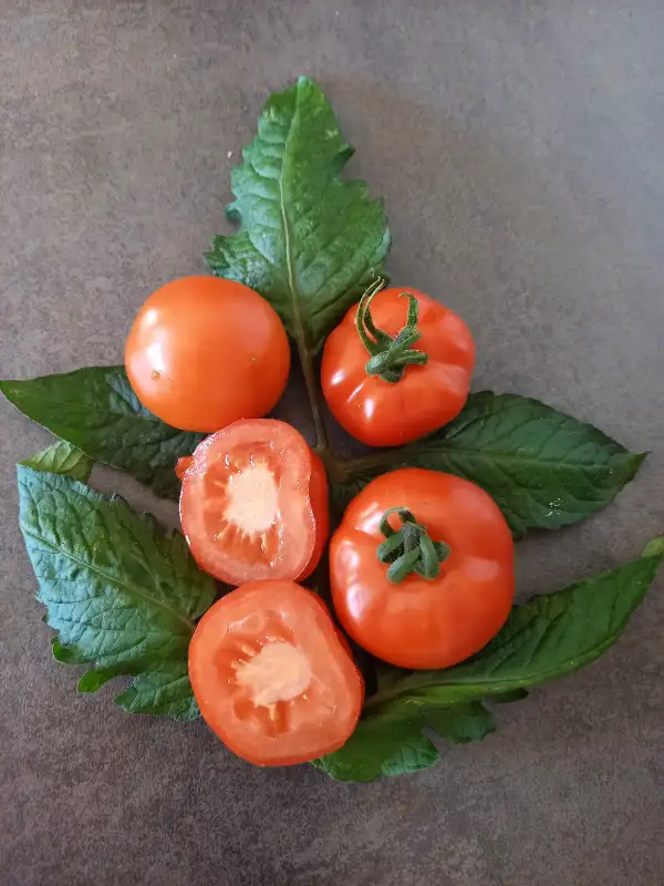 Tomaten: Lukullus