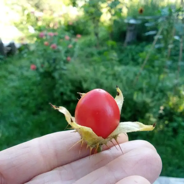 Beeren: Lulita, Litschi Tomate 1,50m hoher Busch mit roten, süßen Beeren