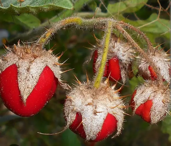 Tomaten: Lulita Litschitomate