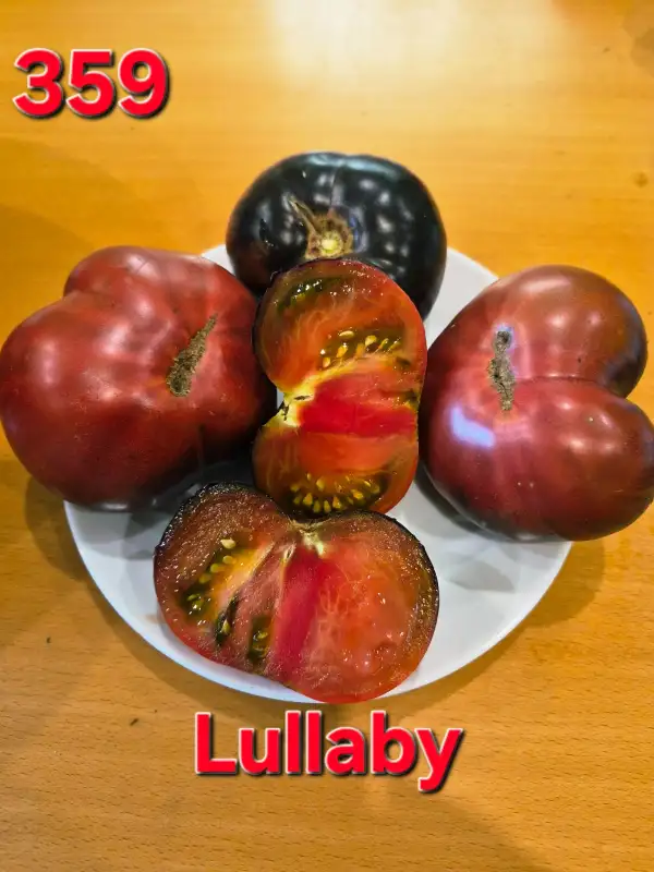Tomaten: Lullaby