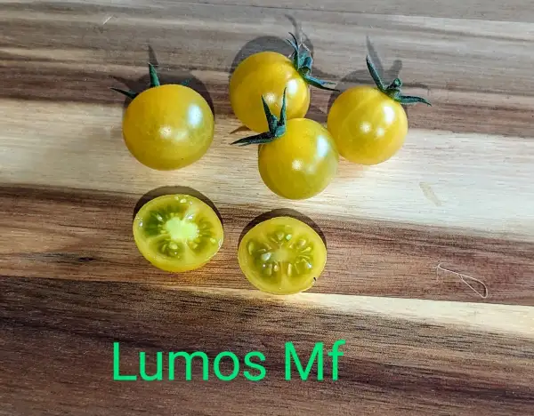 Tomaten: Lumos