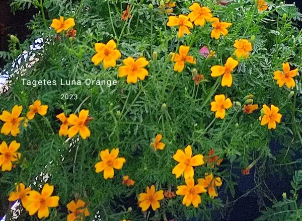 Blumen: Luna Orange - Tagetes kleinblütig