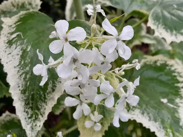 Blumen: Lunaria annua albiflora variegata - Mondviole - Common honesty